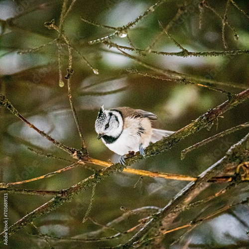 Crested tit on the snow