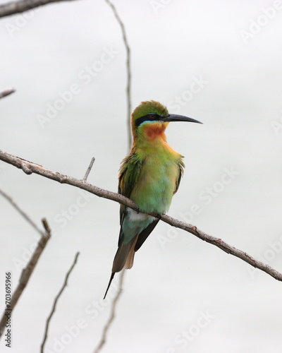 The blue-tailed bee-eater (Merops philippinus) is a near passerine bird in the bee-eater family Meropidae