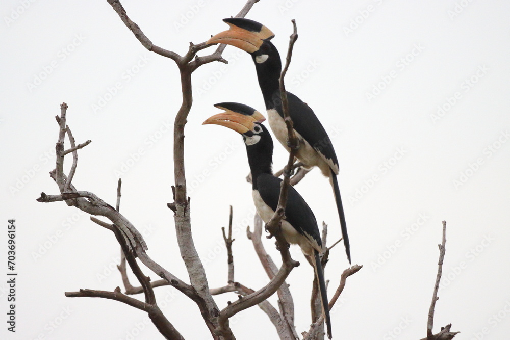 The Malabar pied hornbill (Anthracoceros coronatus), also known as lesser pied hornbill, is a bird in the hornbill family - obrazy, fototapety, plakaty 