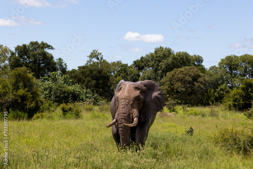 a big bull elephant tusker