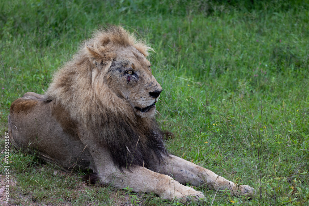 Naklejka premium A male lion - battered and bruised