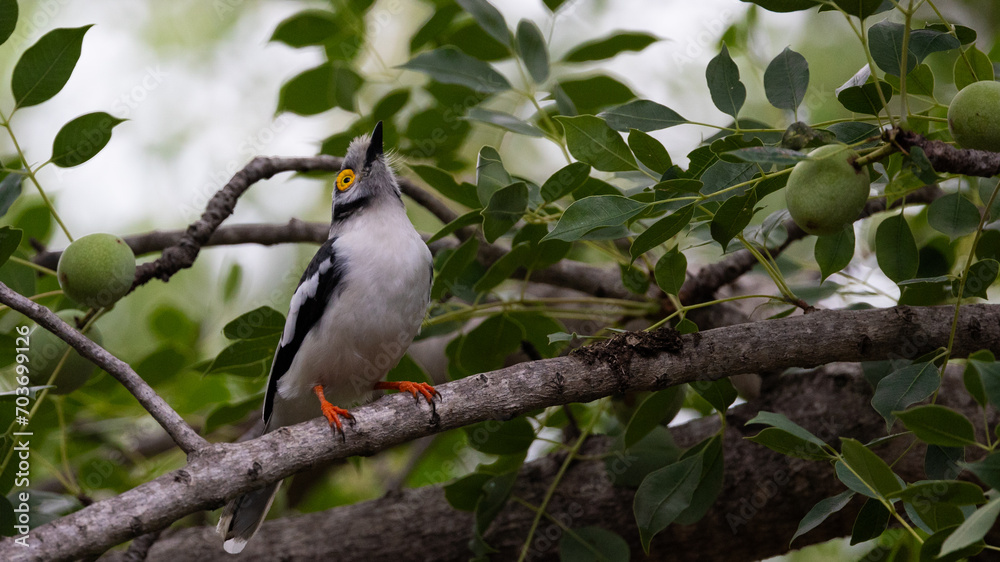 A white-crested helmet shrike