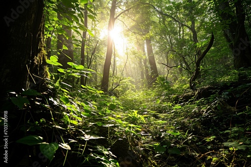   Sunlight filtering through the dense canopy of a lush  ancient forest  illuminating vibrant green leaves and creating a play of shadows on the forest floor