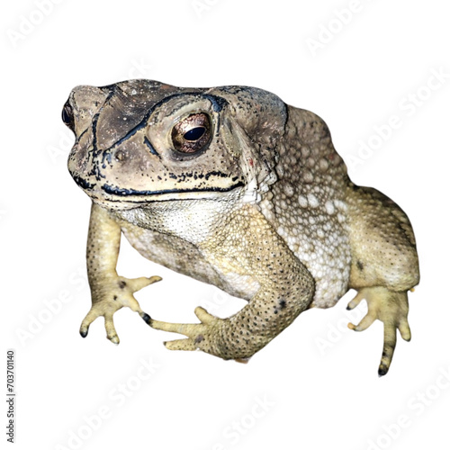 Close-up of a brown and green frog and toad, isolated on a white background in a studio setting