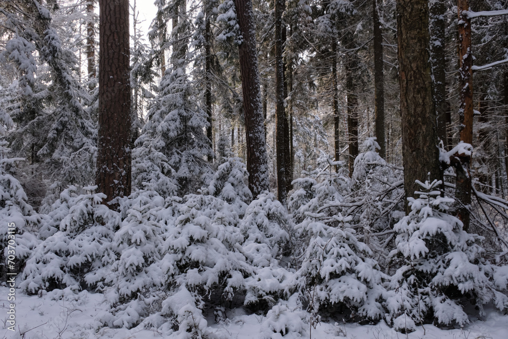 Wintertime landscape of snowy coniferous tree stand Wintertime landscape of snowy coniferous tree stand