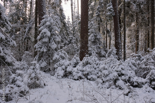 Wintertime landscape of snowy coniferous tree stand