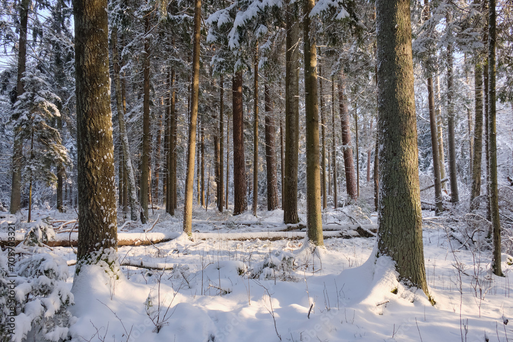 Fototapeta premium Wintertime landscape of snowy coniferous tree stand