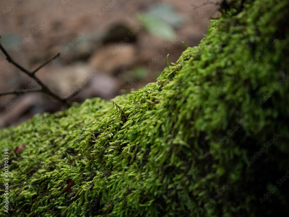 Mousse de forêt verte sur un arbre Mousse de forêt verte sur un arbre