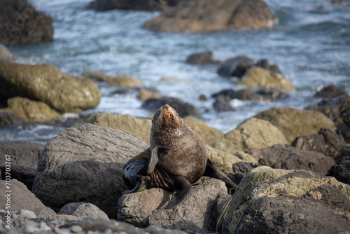 seal colony, South island, New Zealand