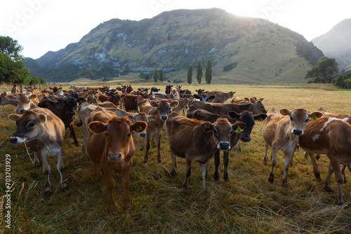 young cows, milk dairy industry, New Zealand