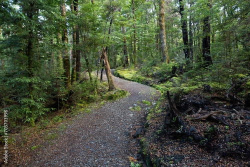 New Zealand Native forest bush path 