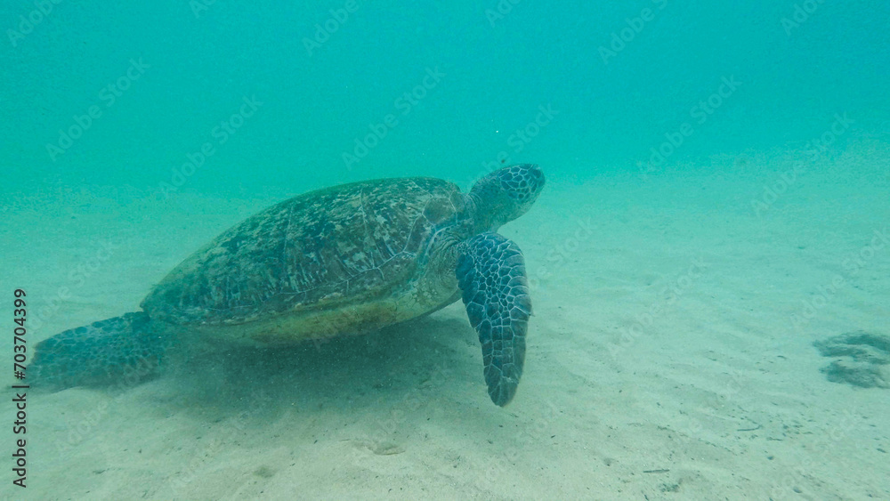 Obraz premium wild turtle in Sri lanka