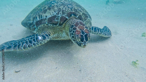 Принти на полотні wild turtle in Sri lanka