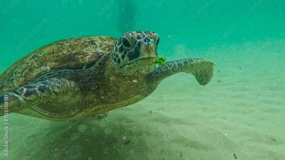 Obraz premium wild turtle in Sri lanka