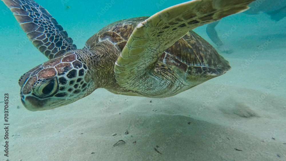 Obraz premium wild turtle in Sri lanka