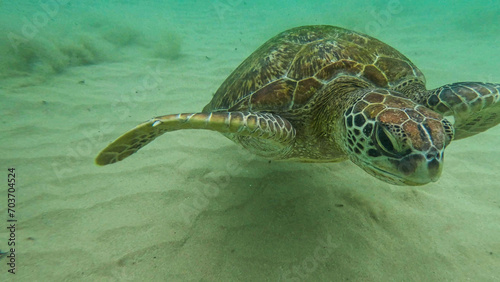 wild turtle in Sri lanka