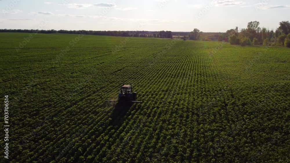 a tractor is driving through a field of green sunflower a tractor is driving through a field of green sunflower