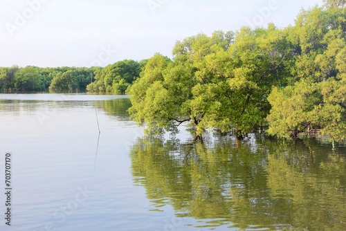 swamp forest ,mangrove tree thailand