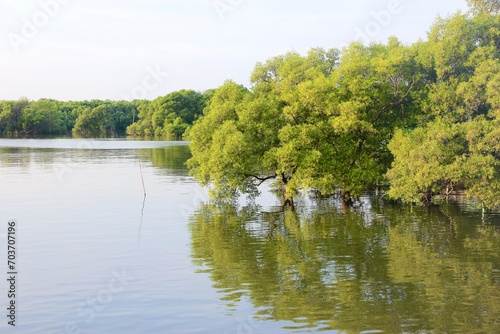 swamp forest ,mangrove tree thailand