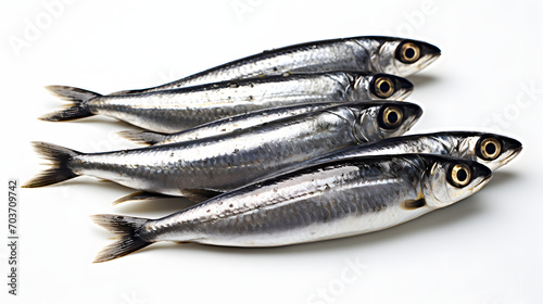 fresh sardine fish photo