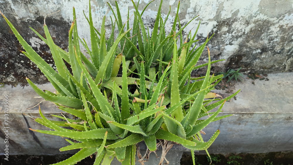 Unhealthy aloe vera plant in front of dirty wall Unhealthy aloe vera plant in front of dirty wall