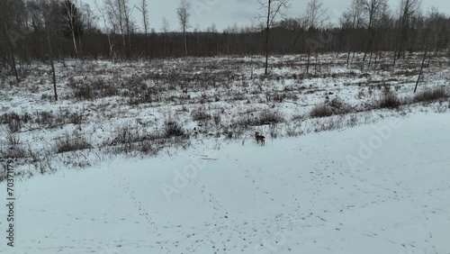 Wallpaper Mural Drone footage of deers in wild rural landscape during winter day Torontodigital.ca