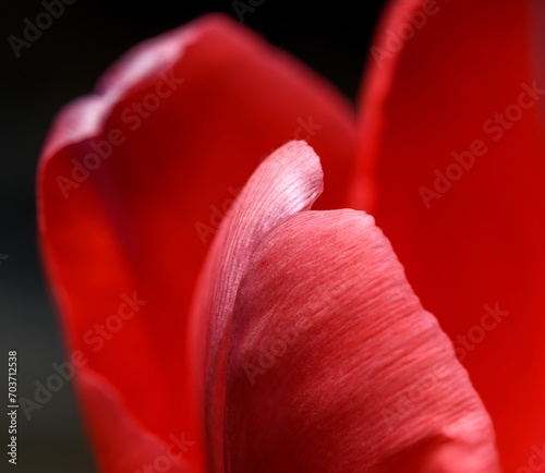 single red tulip flower petal detail