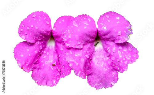 Quadro su tela pink flowers of widow's tears (aka magic flowers, Cupid's bower, hot water plant