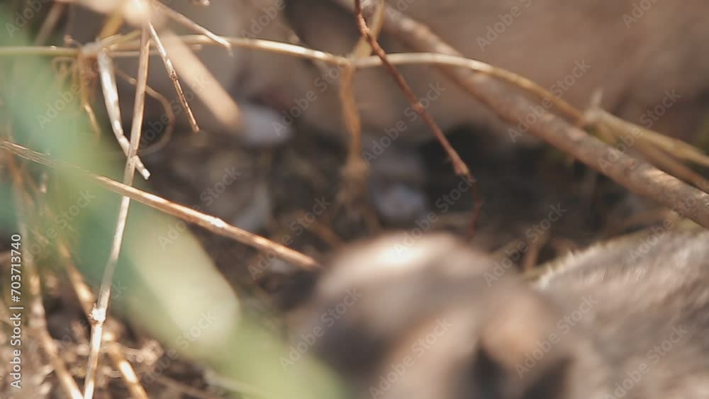 There are many puppies in the forest