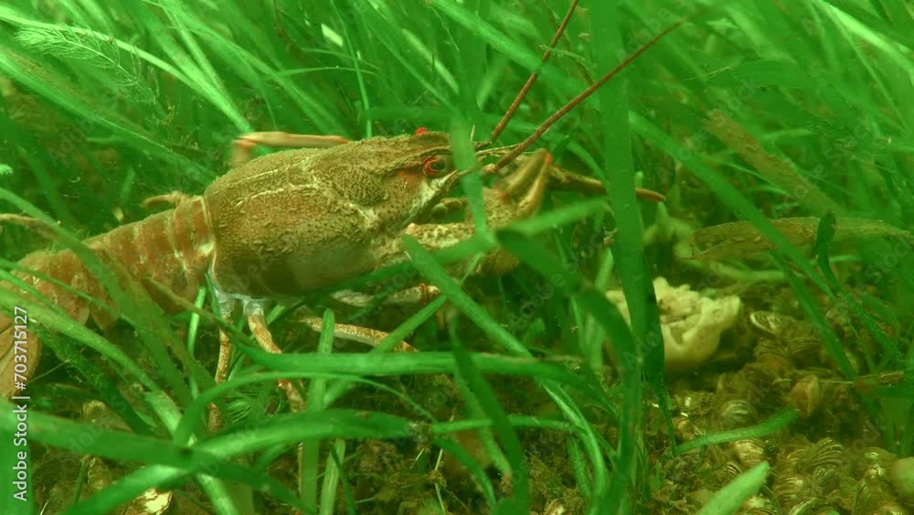 Danube crayfish (Pontastacus leptodactylus) crawls among green aquatic plants, then leaves the frame. Danube crayfish (Pontastacus leptodactylus) crawls among green aquatic plants, then leaves the frame.