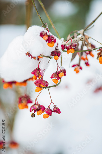 winter garden with snowy plants