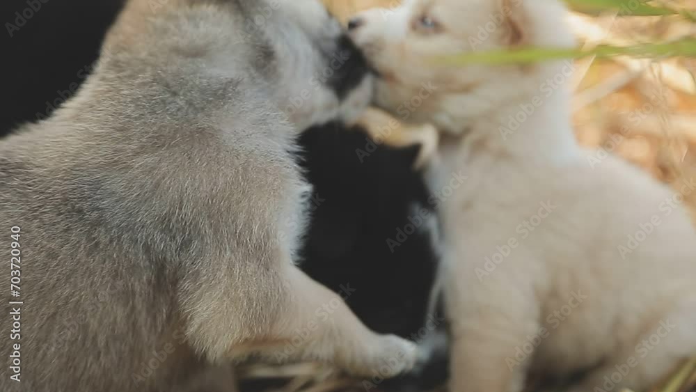 There are many puppies in the forest There are many puppies in the forest