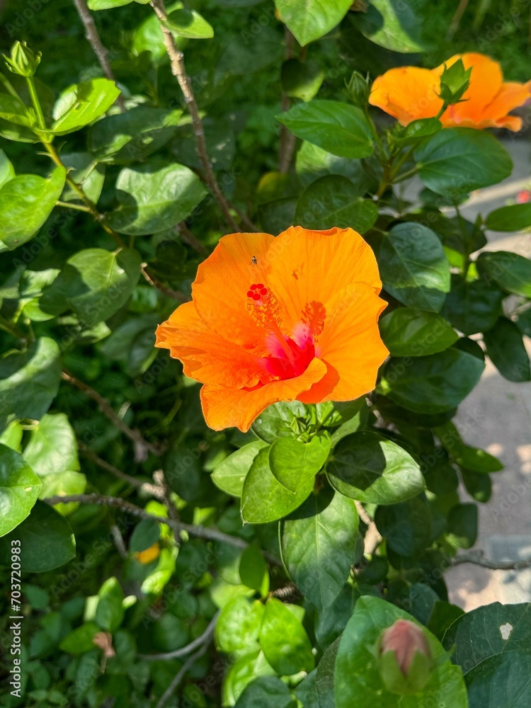 Orange hibiscus flower for summer floral element, plant, tree, garden, ads, banner, background, wallpaper, backdrop, social media post, print, poster, postcard, card Orange hibiscus flower for summer floral element, plant, tree, garden, ads, banner, background, wallpaper, backdrop, social media post, print, poster, postcard, card