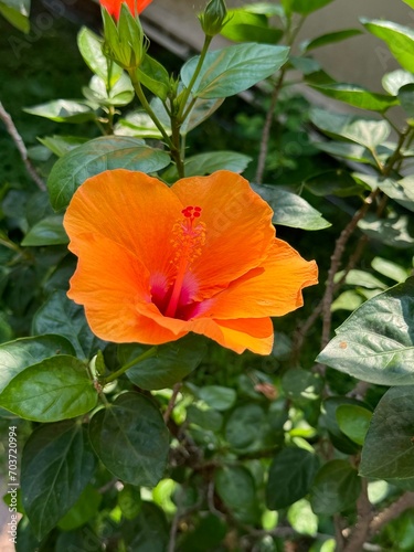 Orange hibiscus flower for summer floral element, plant, tree, garden, ads, banner, background, wallpaper, backdrop, social media post, print, poster, postcard, card