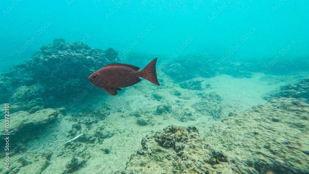 Fototapeta premium under water wildlife in Sri Lanka
