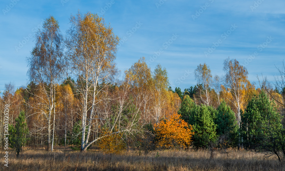 Forest decorated with autumn colors. Good weather. Blue sky. Walking outdoors.