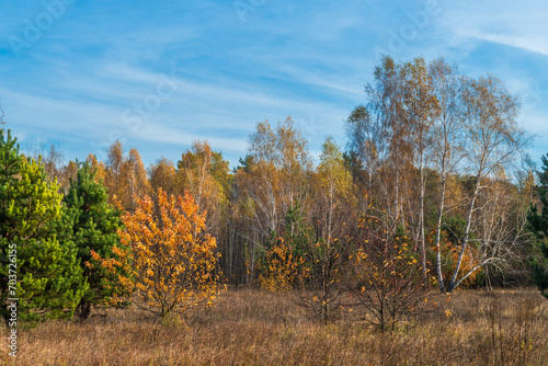 Forest decorated with autumn colors. Good weather. Blue sky. Walking outdoors.