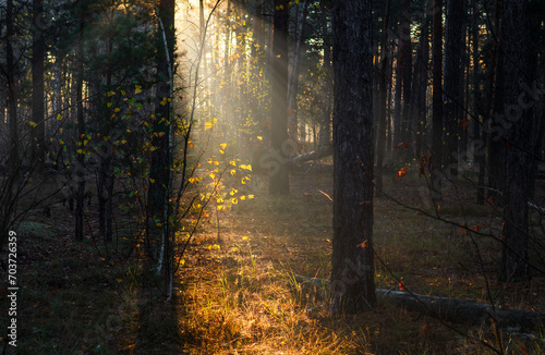 The sun's rays break through the tree branches. Morning in the forest or park. Walking outdoors. © Mykhailo