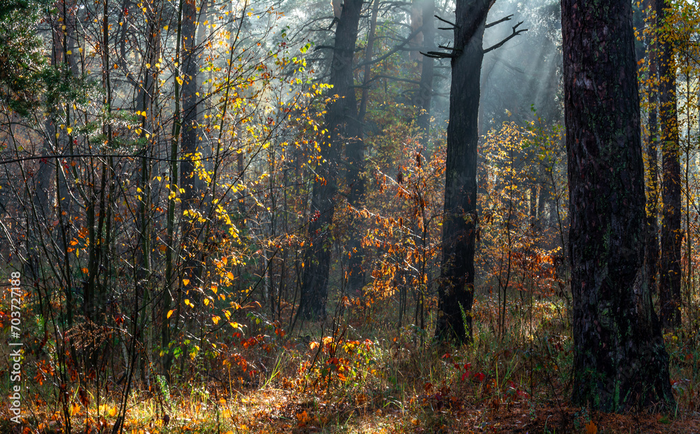 Fototapeta premium The sun's rays break through the tree branches. Morning in the forest or park. Walking outdoors.
