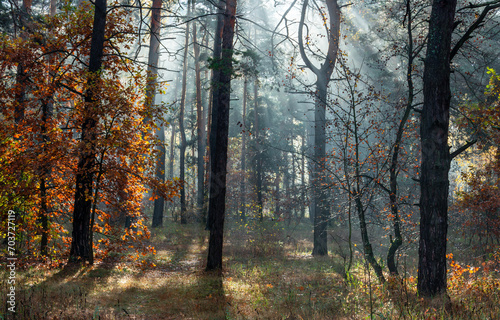 The sun's rays break through the tree branches. Morning in the forest or park. Walking outdoors.