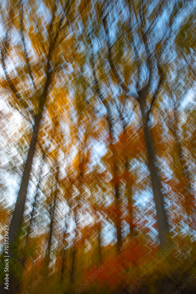 Obraz premium Vertical tall autumn trees colorful foliage icm photography abstract background with colorful foliage and blue sky background motion blur outdoor nature background hiking camping vacation weekend