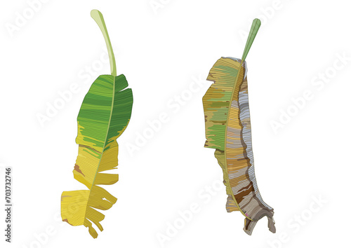 Line banana leaf lined design fresh on white background illustration vector

