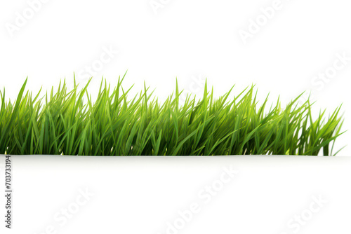 Singular Beauty, Lone Strand of Green Grass Poised Against a Clean White Expanse.