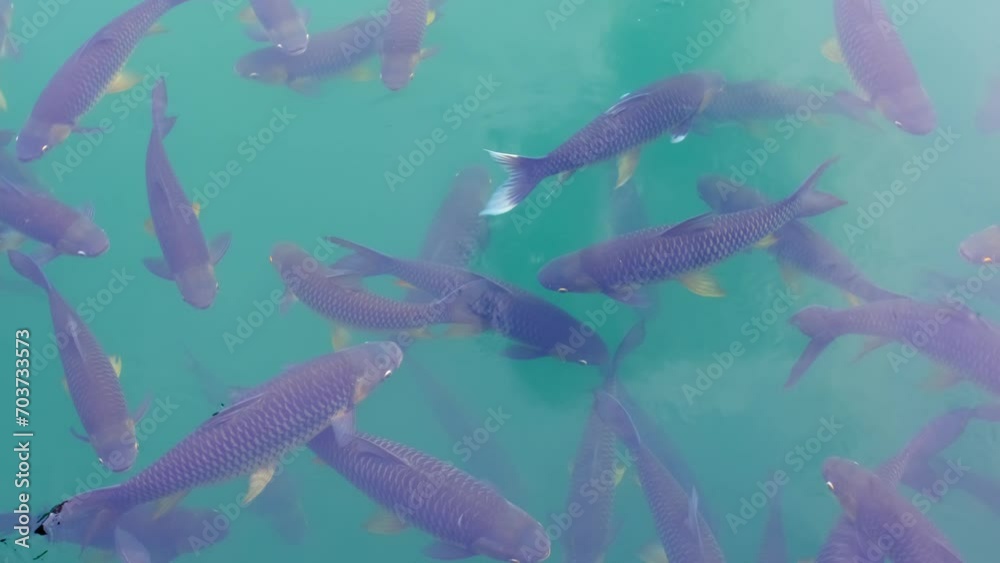 There are many Japanese carp fish swimming in the water. Fish farm. The pond is teeming with a school of large fish. There are many Japanese carp fish swimming in the water. Fish farm. The pond is teeming with a school of large fish.