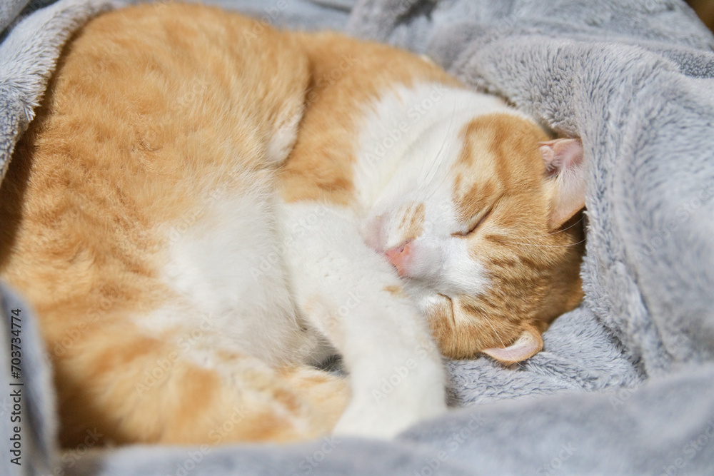 毛布に包まれて丸くなって寝る猫