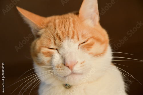 目を細める猫の顔 © Torataro