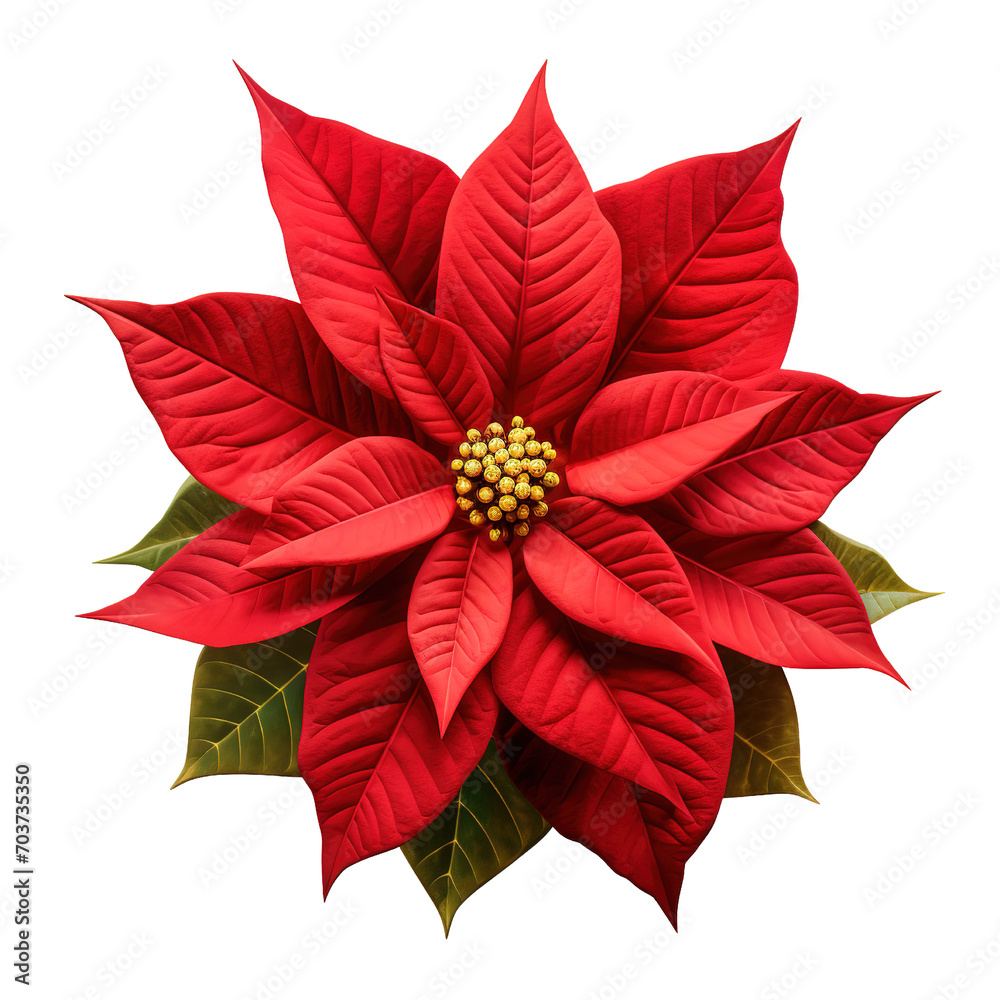 Red poinsettia Isolated on transparent background