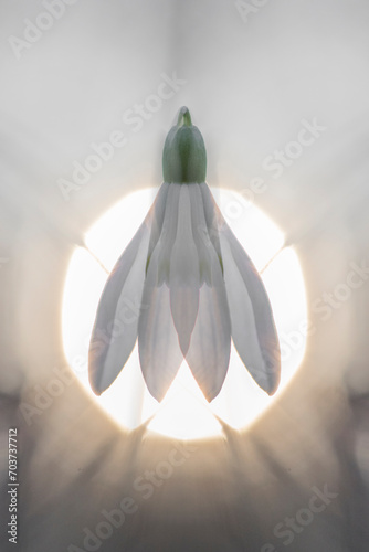 Snowdrop, lat. Galanthus macro photography with Sun in background.