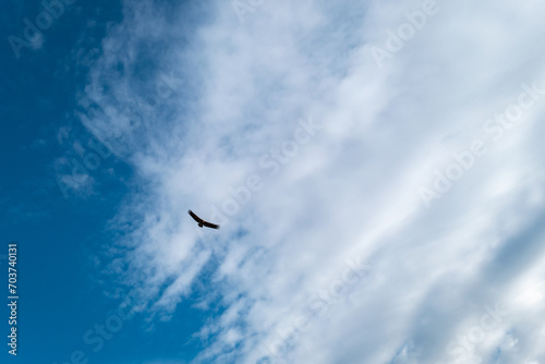 Céu azul com algumas nuvens e um abutre a voar lá no alto photo