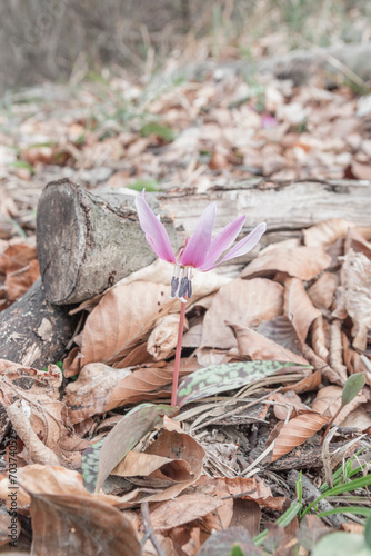 Pink Cyclamen Hederifolium flowers. lat. Primulaceae. Growing on the forest ground.
